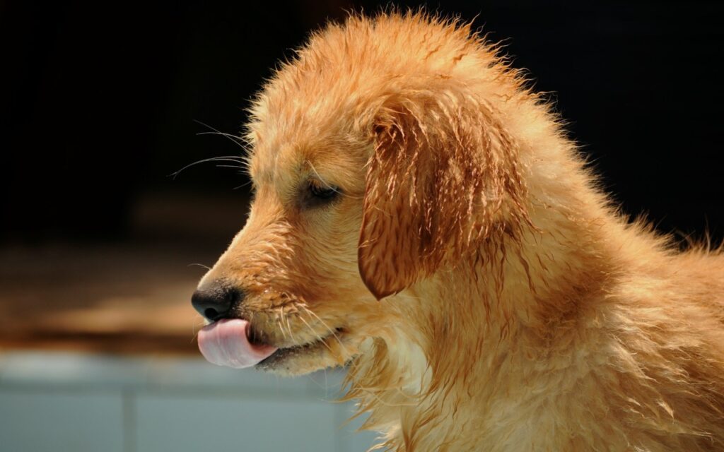 Dog Bath