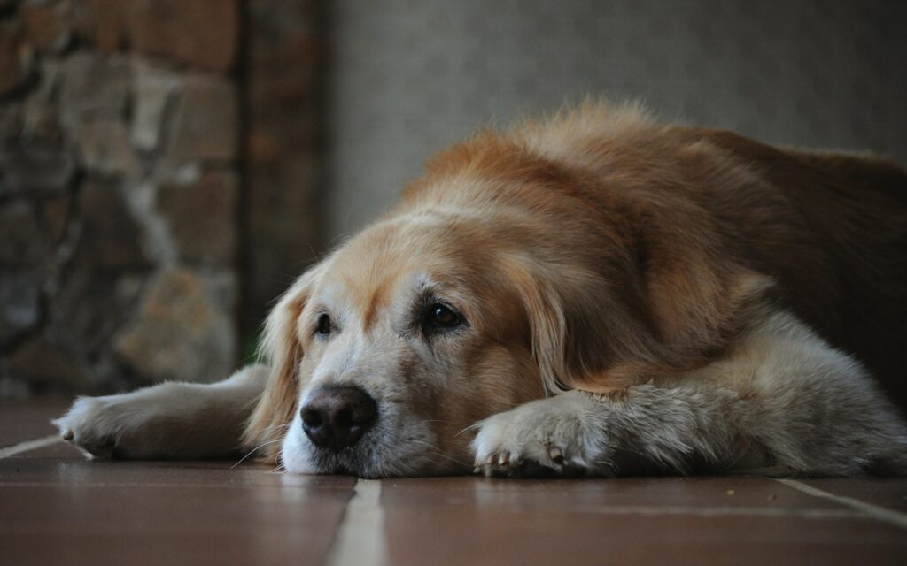 Old Dog