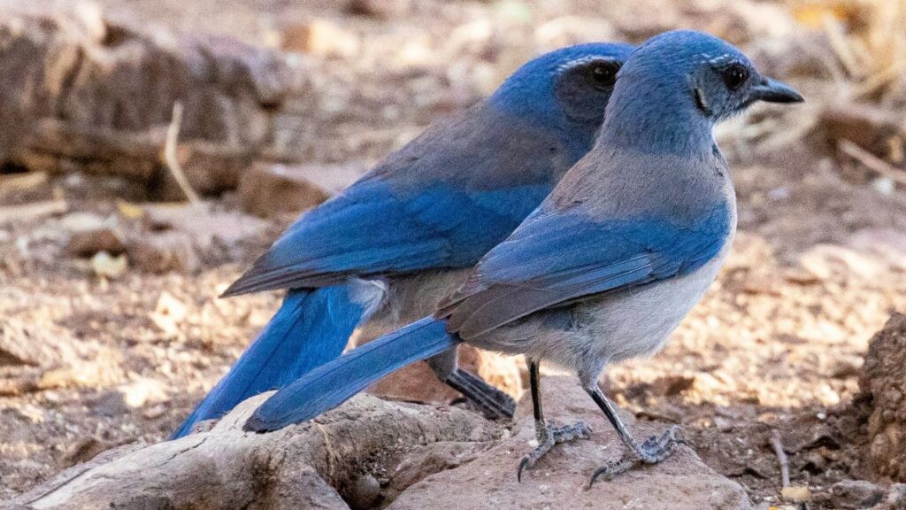Florida Scrub Jays