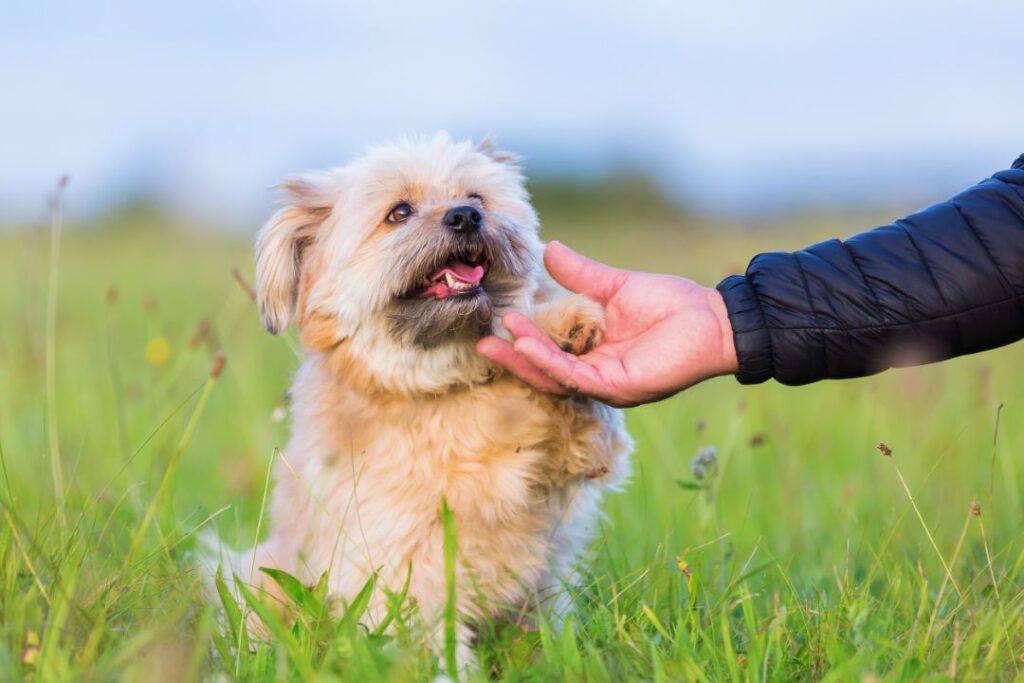 10 Dog Behaviors That Can Help Soothe Your Anxiety