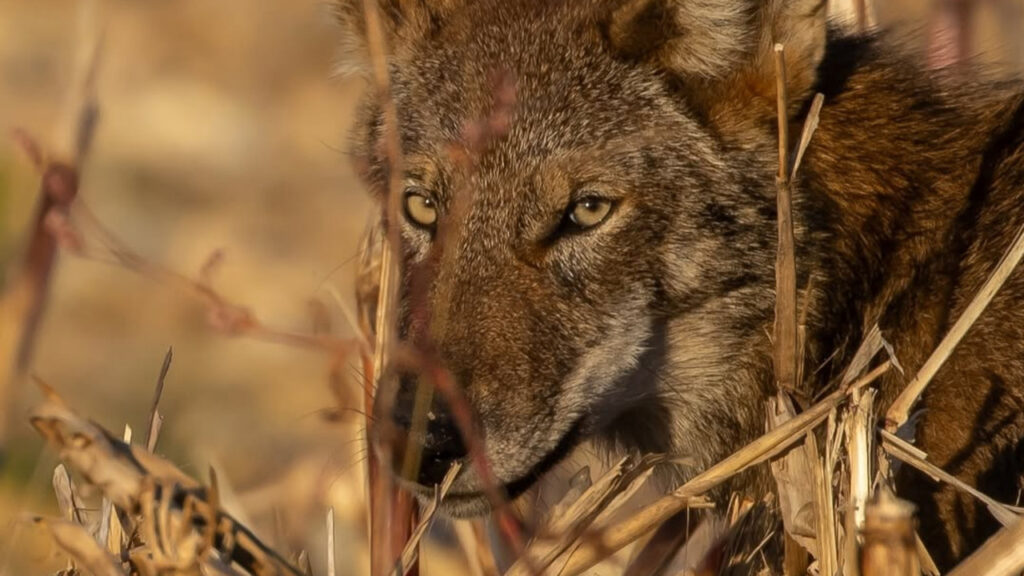 Red Wolf in the wilderness
