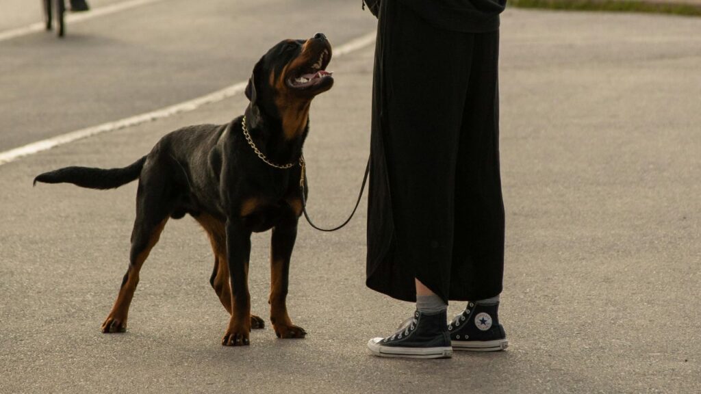 Rottweiler Socialise