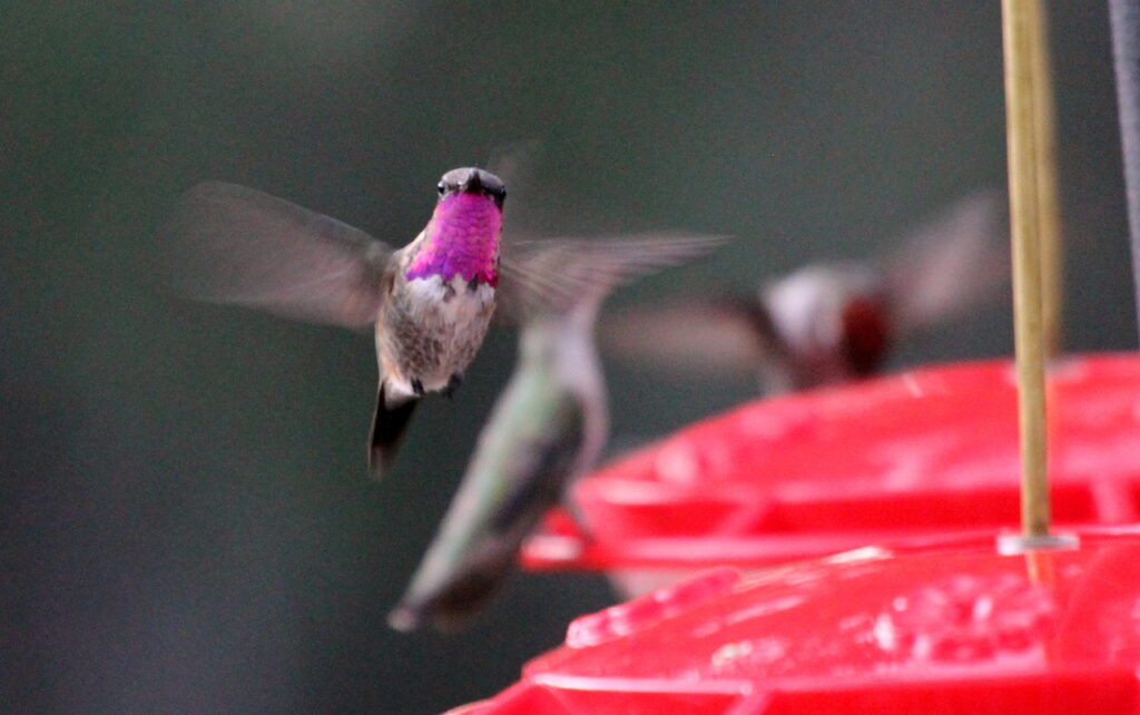 Lucifer_hummingbird_-_Flickr_-_GregTheBusker_(1)-2