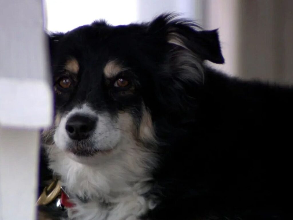 Lulu