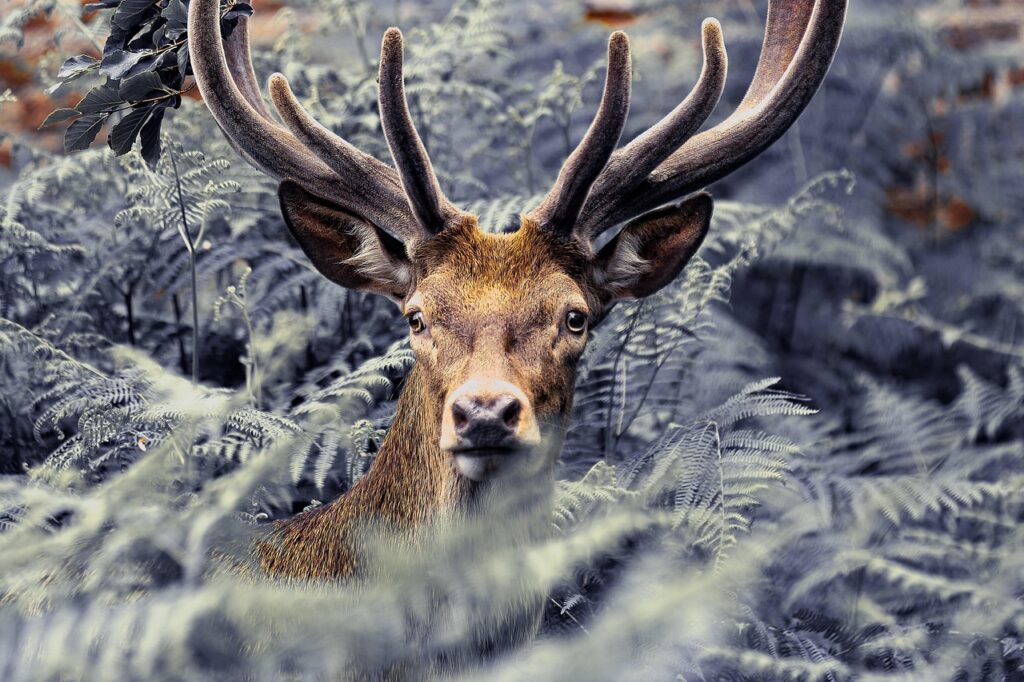 elk