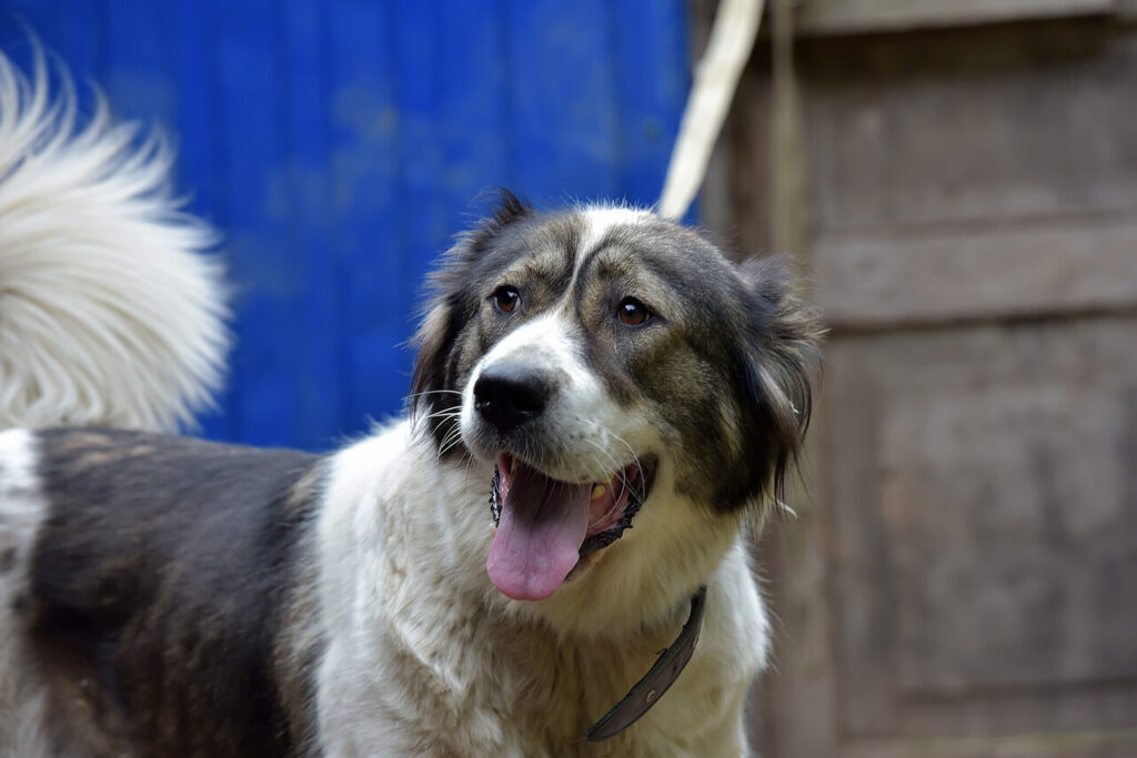 Caucasian Ovcharka or Caucasian Shepherd