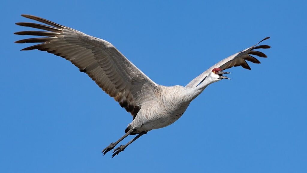 Sandhill crane