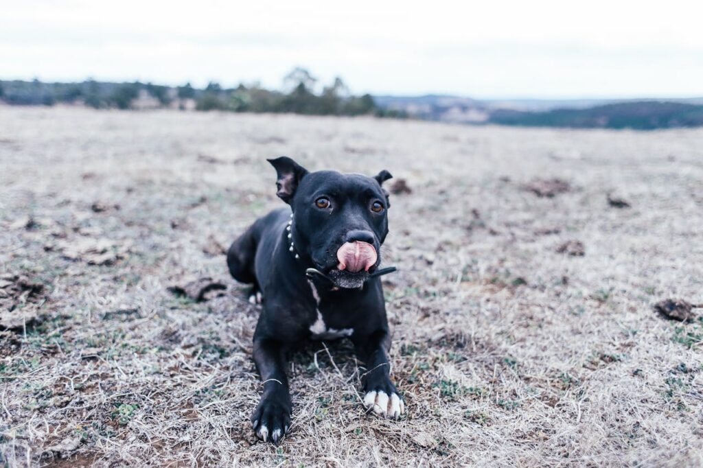 dog tounge
