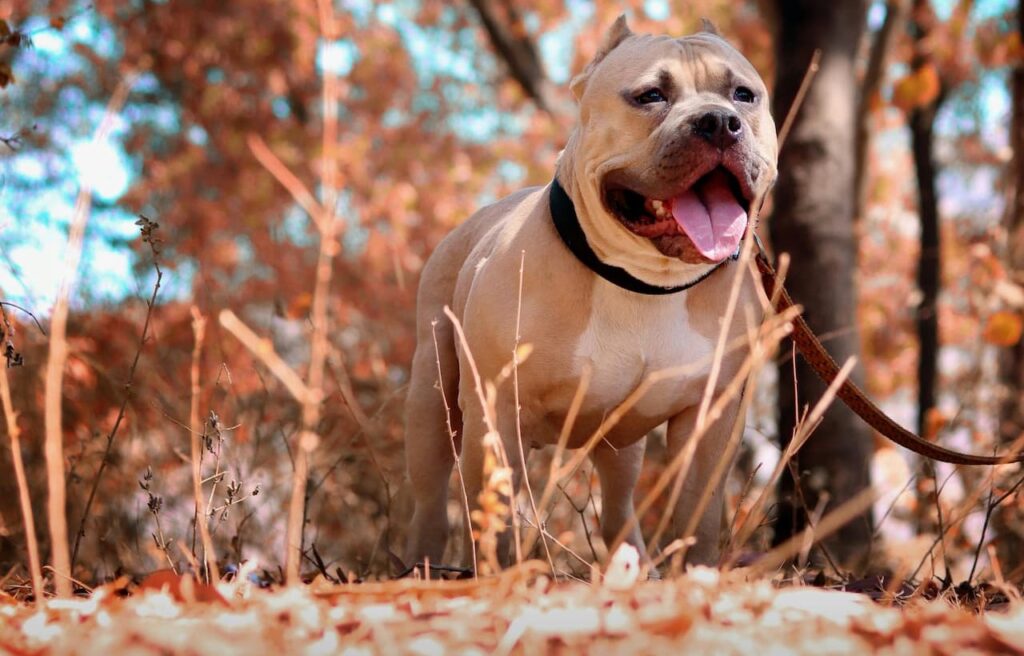 Tan pit bull on a leash standing in a forest.