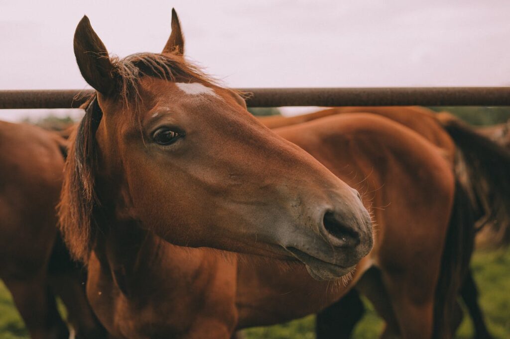 Close-up Shot of a Horse