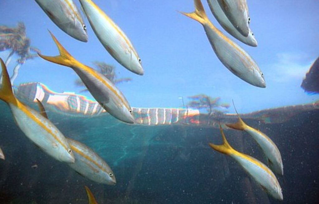 School of yellowtail snappers swimming near the surface.