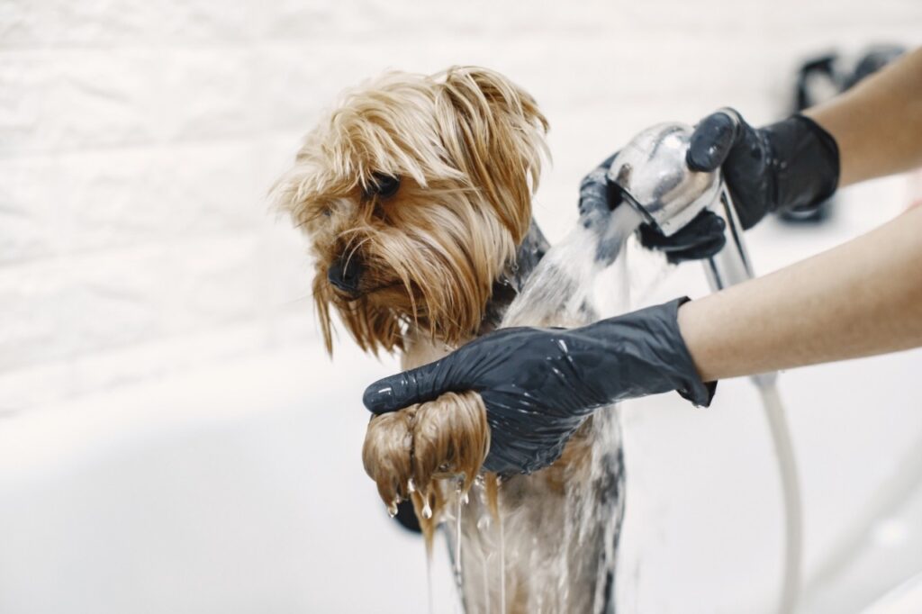 Dog Bath