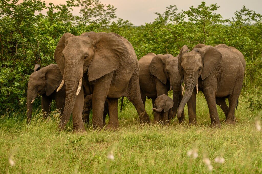 Elephants Teach Survival Skills Across Generations