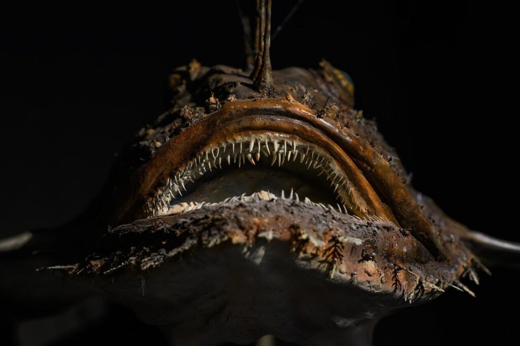 Anglerfish