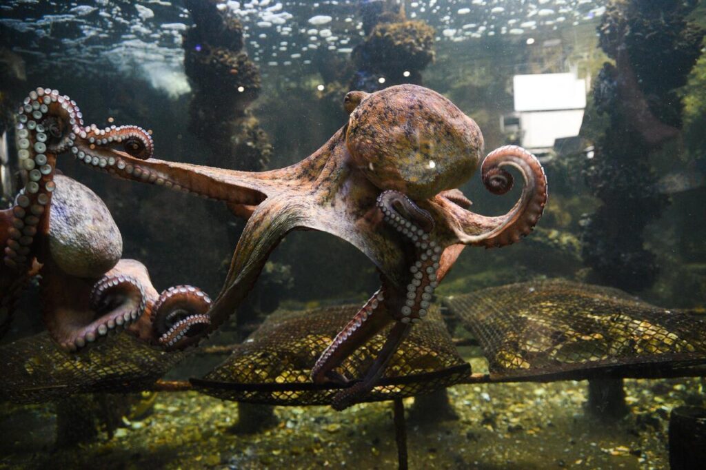 Octopus