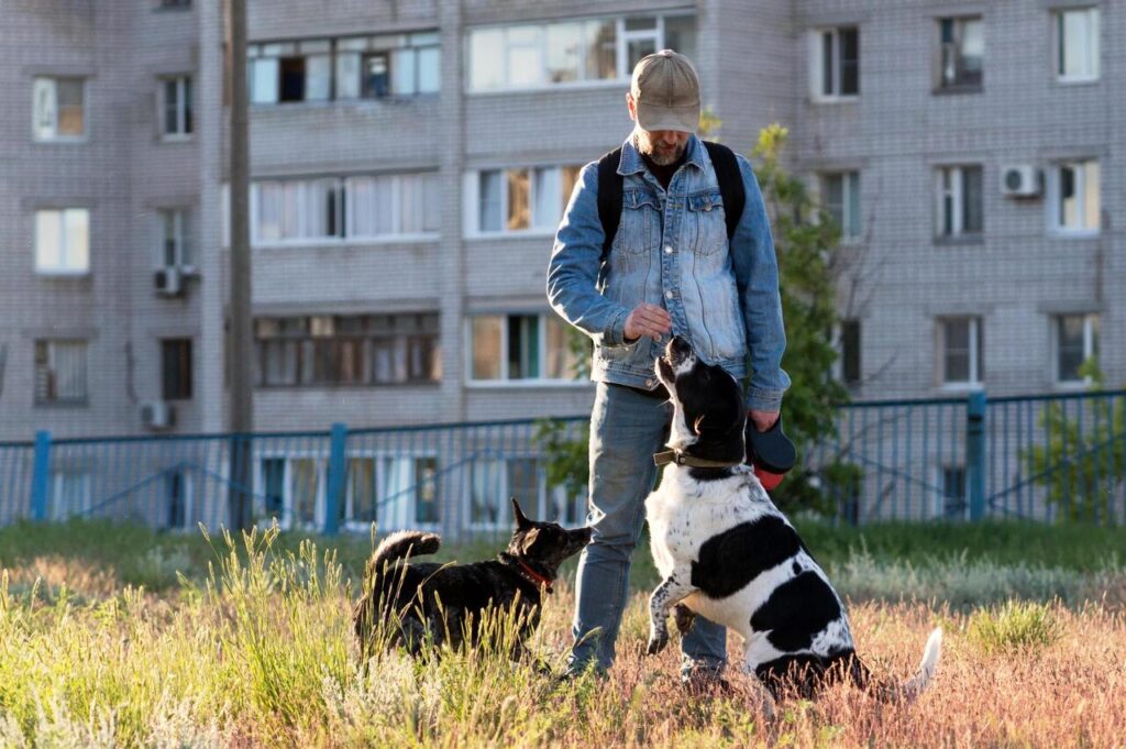 Using Food as the Main Dog Training Tool (Without Structure)