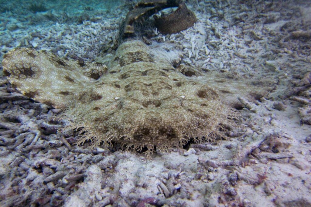 Wobbegong Shark 