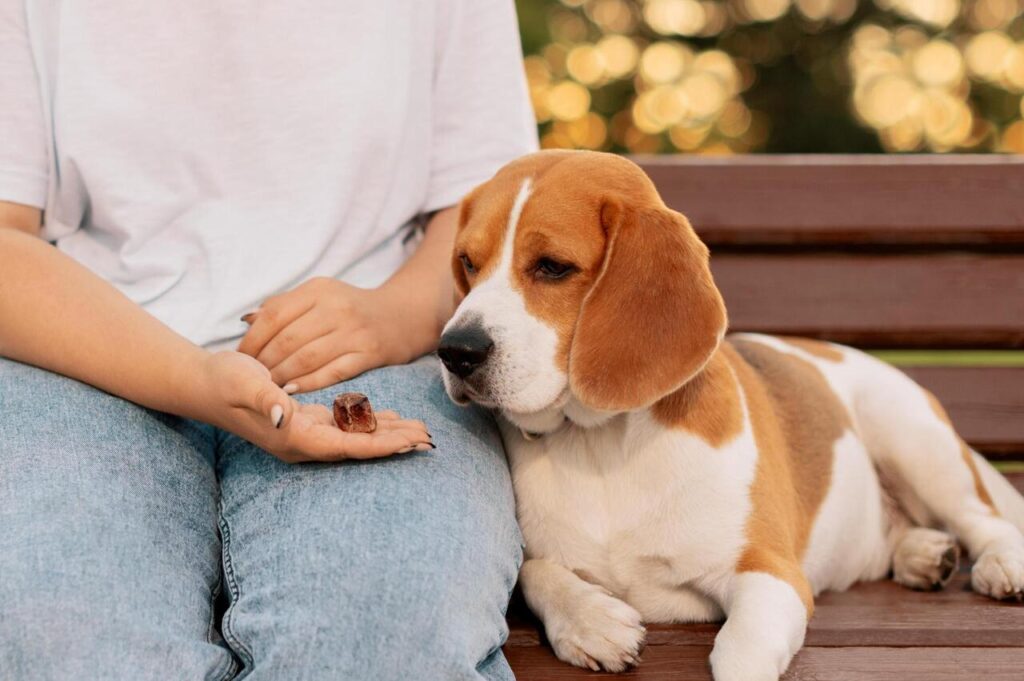 15 Common Mistakes Dog Owners Don’t Realize They’re Making (Until It’s Too Late)