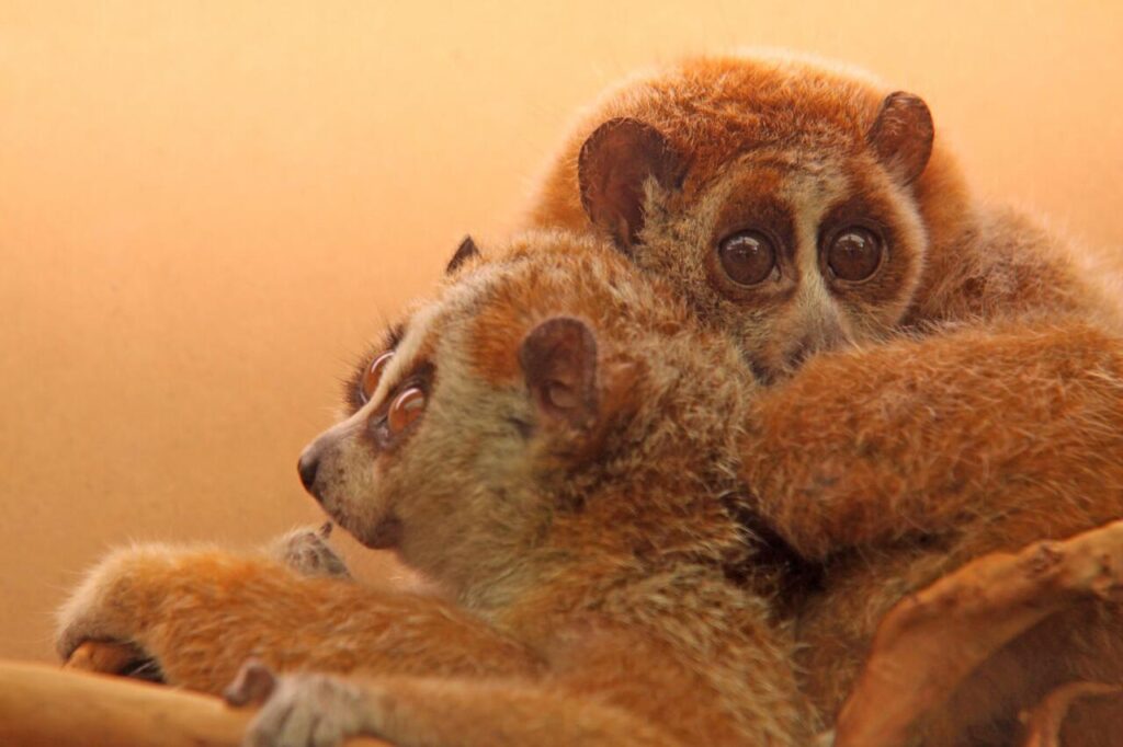 Slow Lorises