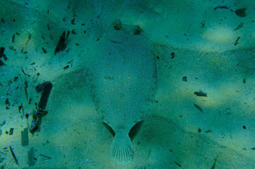 Flounder