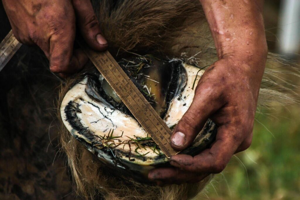 Uneven Hoof Wear (horse hoof)