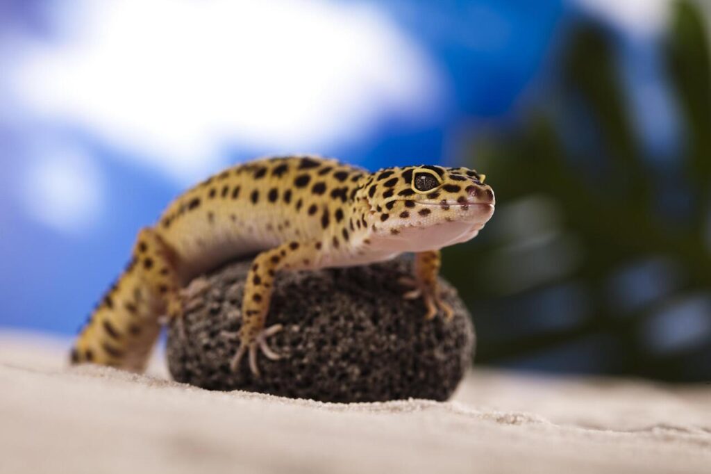 Gecko can climb anything