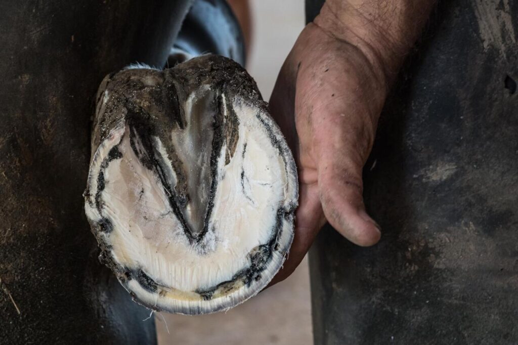 Recurring Hoof Abscesses