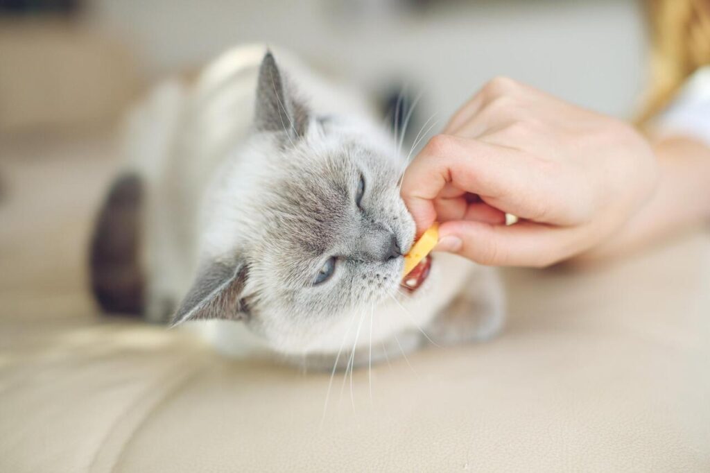 Cat's Probiotics for Digestive Health