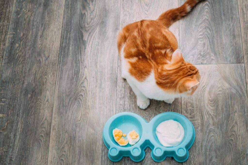 Cat Taurine for Heart and Vision