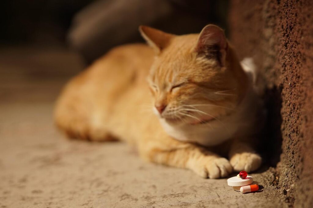 Cat B-Complex Vitamins for Energy 