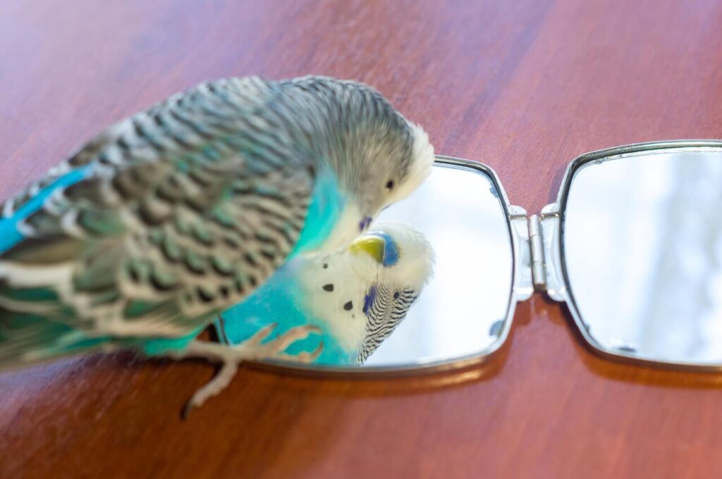10 Must Fix Hazards That Threaten Your Pet Bird