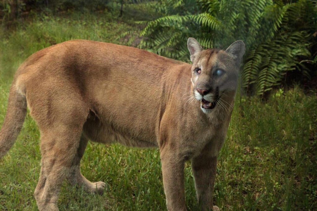 Florida Panther 