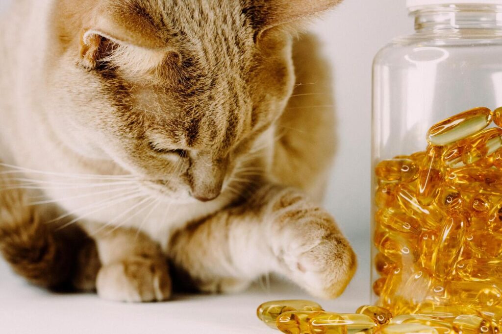 Omega-3 Fatty Acids for Joint and Heart Health for cat