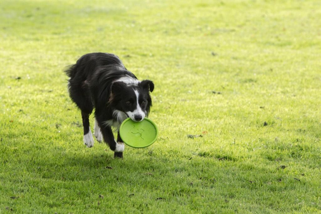 10 Unexpected Health Benefits of Daily Fetch Sessions (For You and Your Dog)