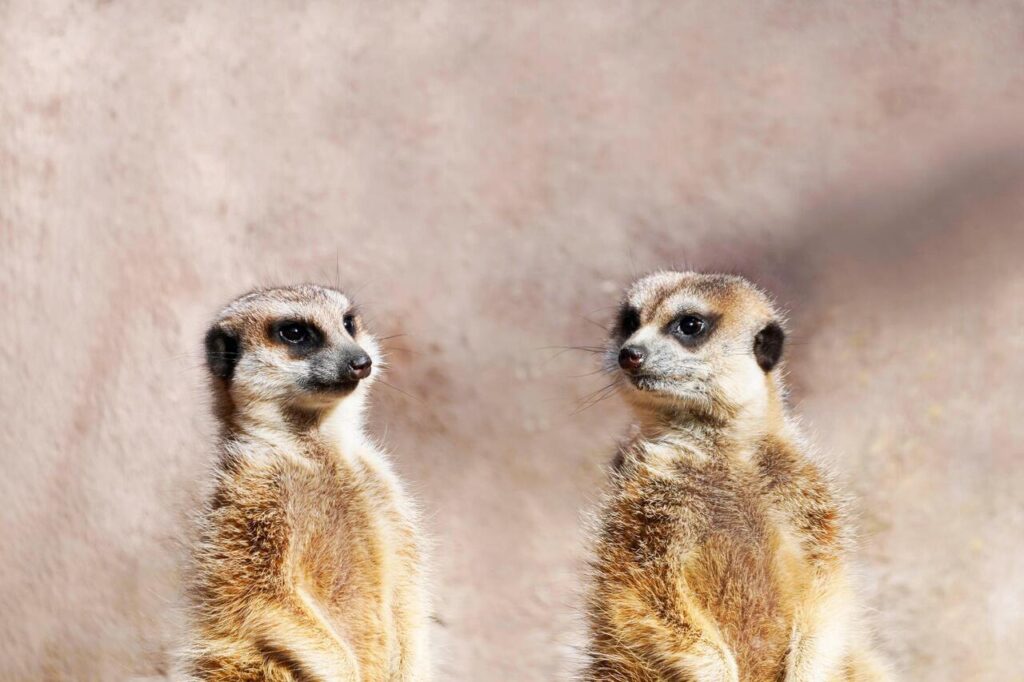 Meerkats Train Their Pups to Handle Prey