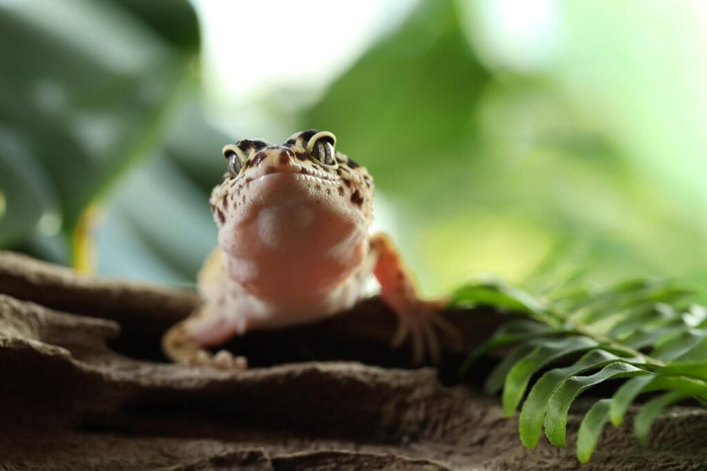 Gecko personality