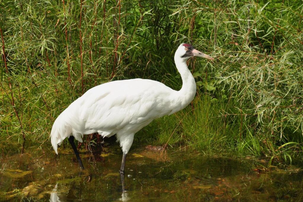 Whooping Crane