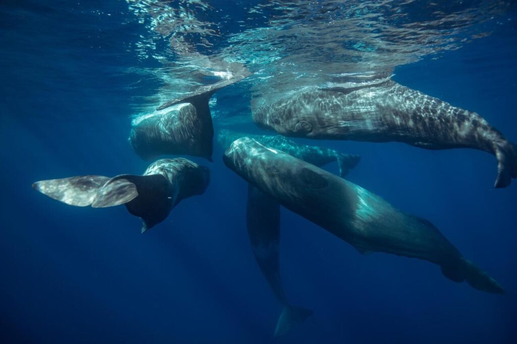 11 Animal Species That Pass Knowledge Through Generations