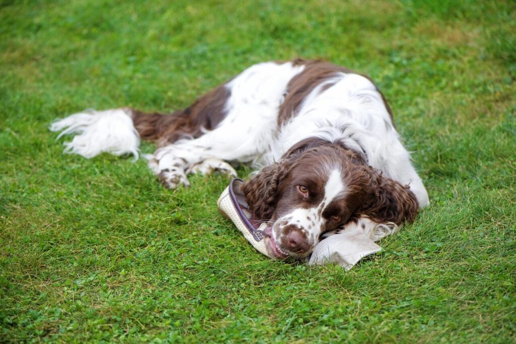 14 Wonderful Dog Breeds That Deserve More Than a Busy Owner