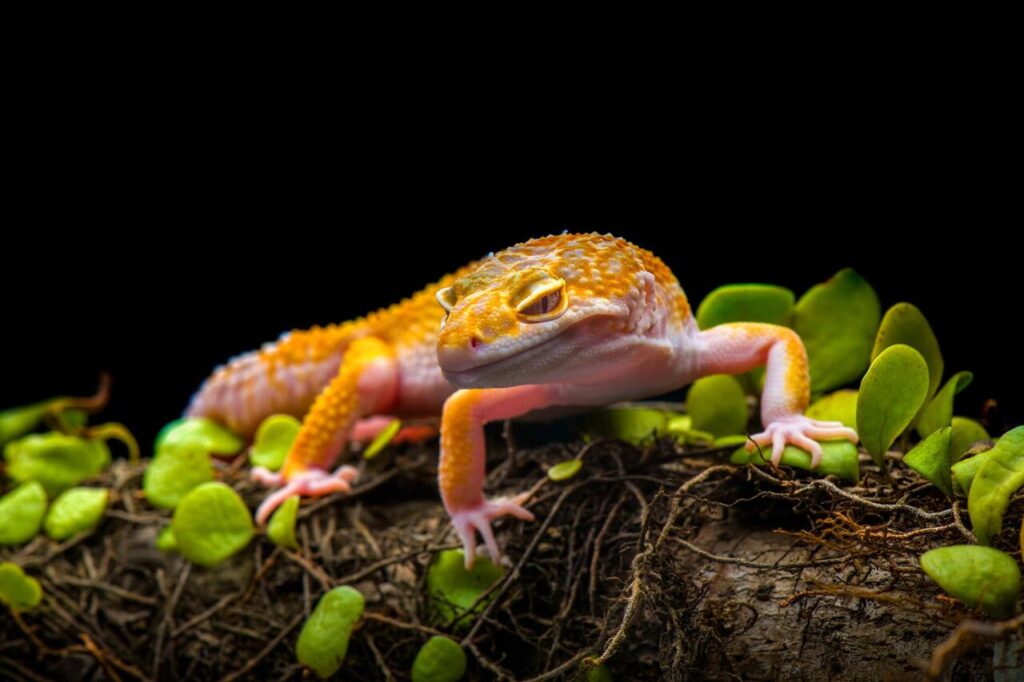 Geckos are nocturnal