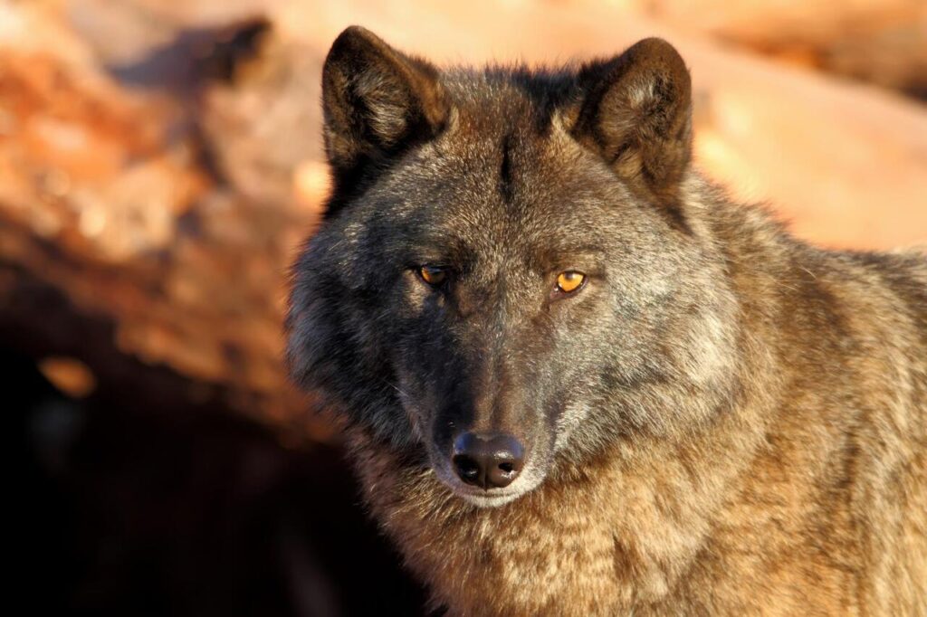 Gray Wolf