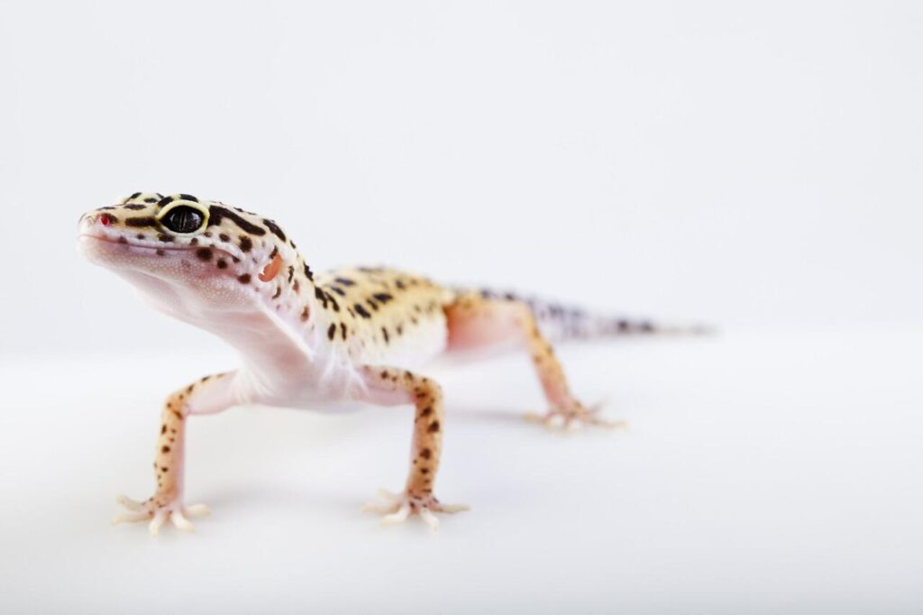 gecko long life