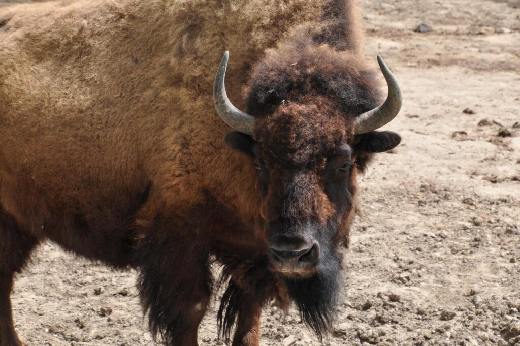 American Bison