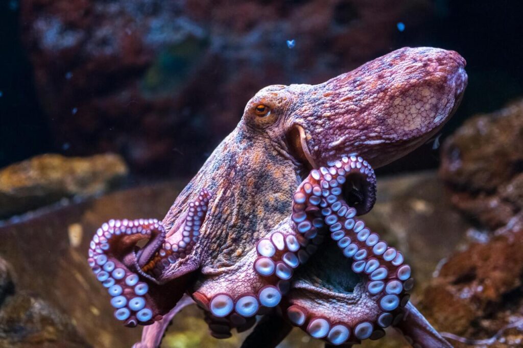 10 Ocean Predators That Use Stealth Over Speed