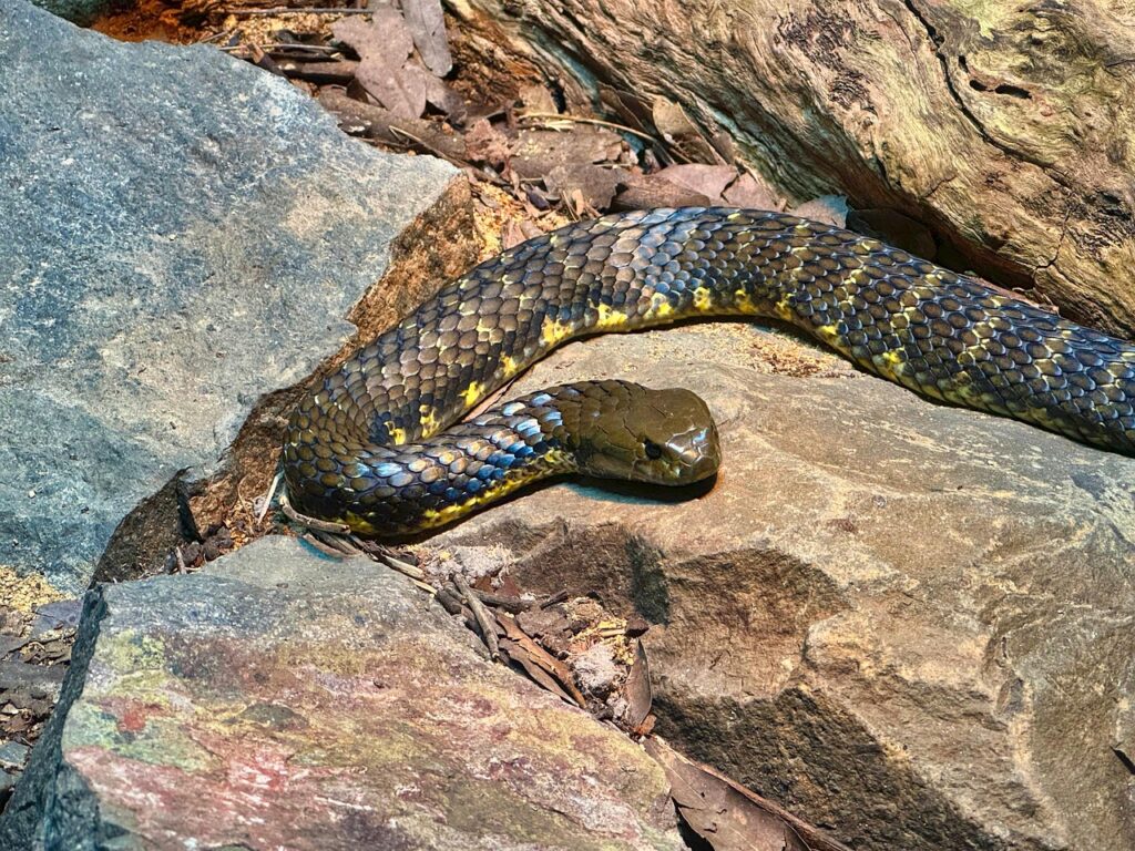 Copperhead on the rocks