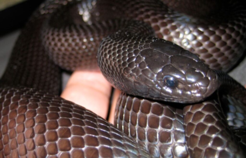 Mexican Black Kingsnake