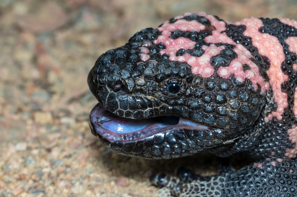 gila monster