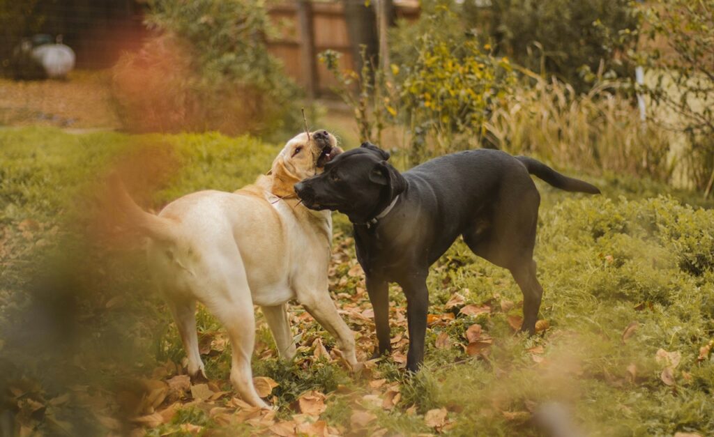 Dog Playdate