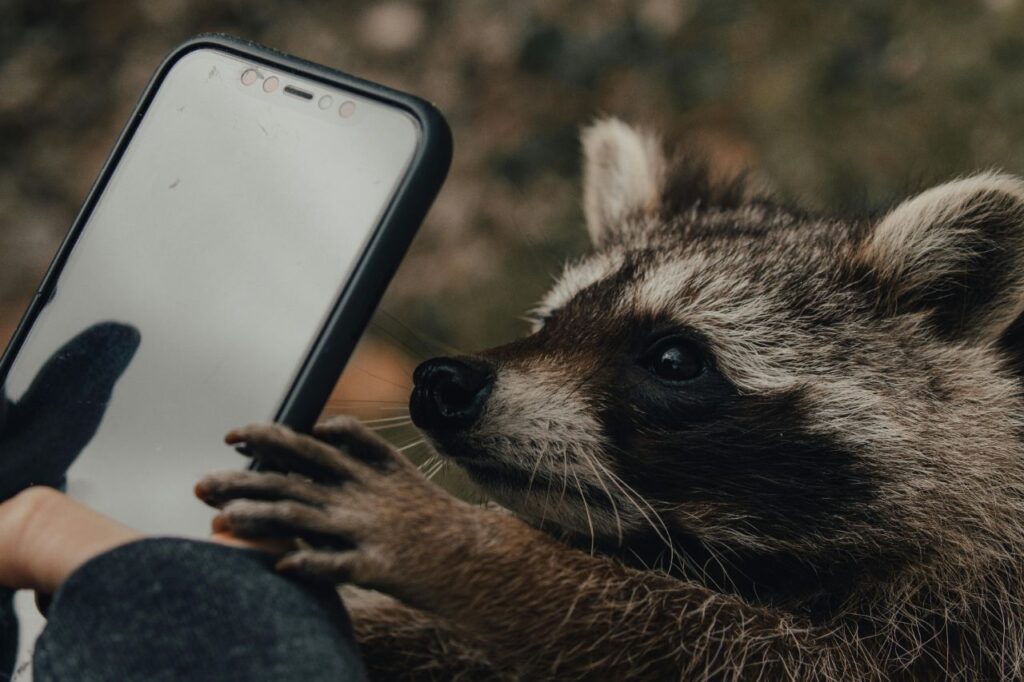 Mischievous Raccoon