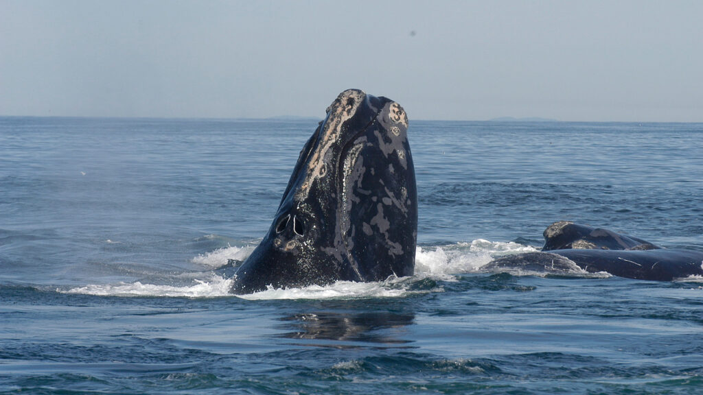North Atlantic Right Whale
